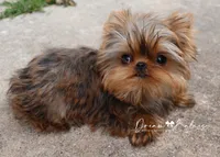 Hershey, a male Yorkshire Terrier for sale in Pflugerville, TX – Photo 4 of 6