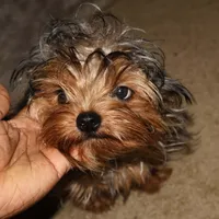 Kinder, a male Yorkshire Terrier for sale in Pflugerville, TX – 2 of 5