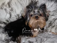 Waffles, a male Yorkshire Terrier for sale in Pflugerville, TX – 5 of 8