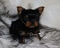 Clara, a female Yorkshire Terrier for sale in Pflugerville, TX – 3 of 8