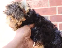 Loki, a female Yorkshire Terrier for sale in Pflugerville, TX – 4 of 7