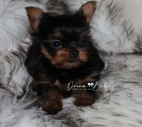 Clara, a female Yorkshire Terrier for sale in Pflugerville, TX – 5 of 8