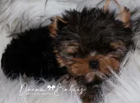 Maeve, a female Yorkshire Terrier for sale in Pflugerville, TX – Photo 3 of 3