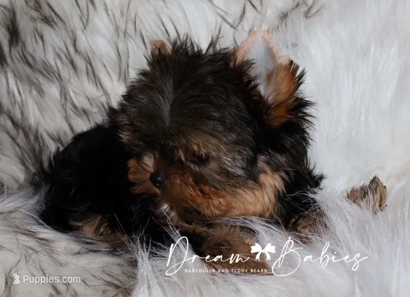Maeve – Yorkshire Terrier puppy for sale in Pflugerville, TX