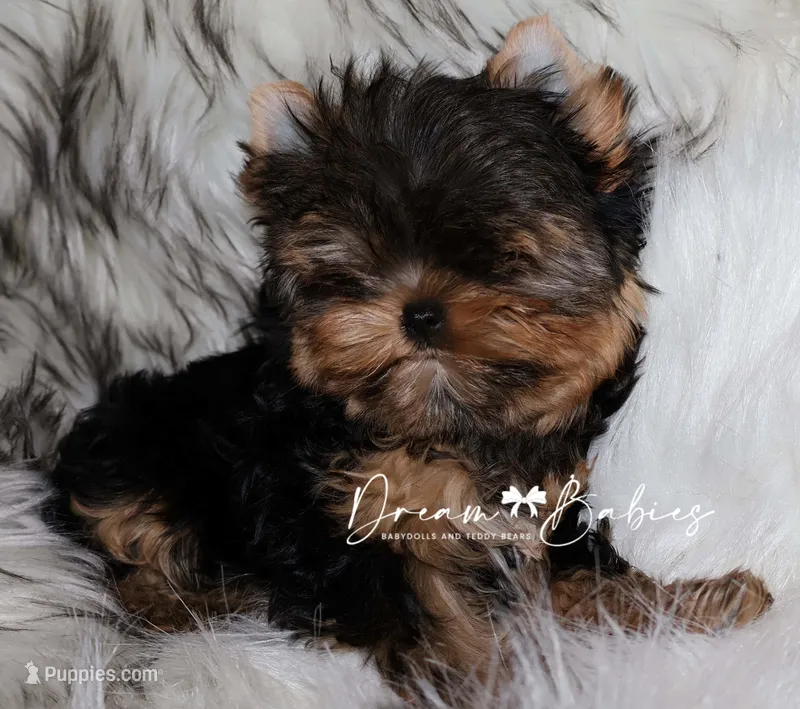 Maeve – Yorkshire Terrier puppy for sale in Pflugerville, TX