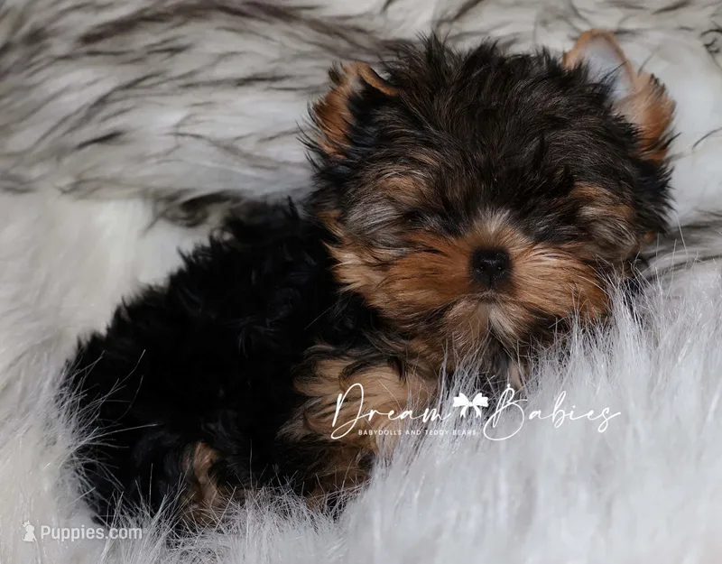 Maeve – Yorkshire Terrier puppy for sale in Pflugerville, TX