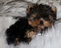 Maeve, a female Yorkshire Terrier for sale in Pflugerville, TX – Photo 1 of 3