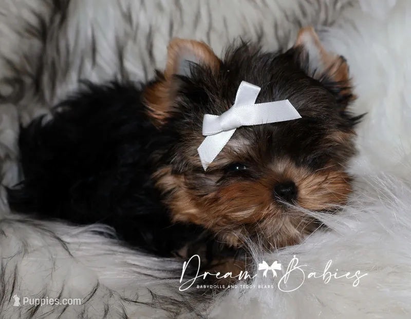 Maeve – Yorkshire Terrier puppy for sale in Pflugerville, TX