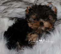 Maeve, a female Yorkshire Terrier for sale in Pflugerville, TX – Photo 2 of 3