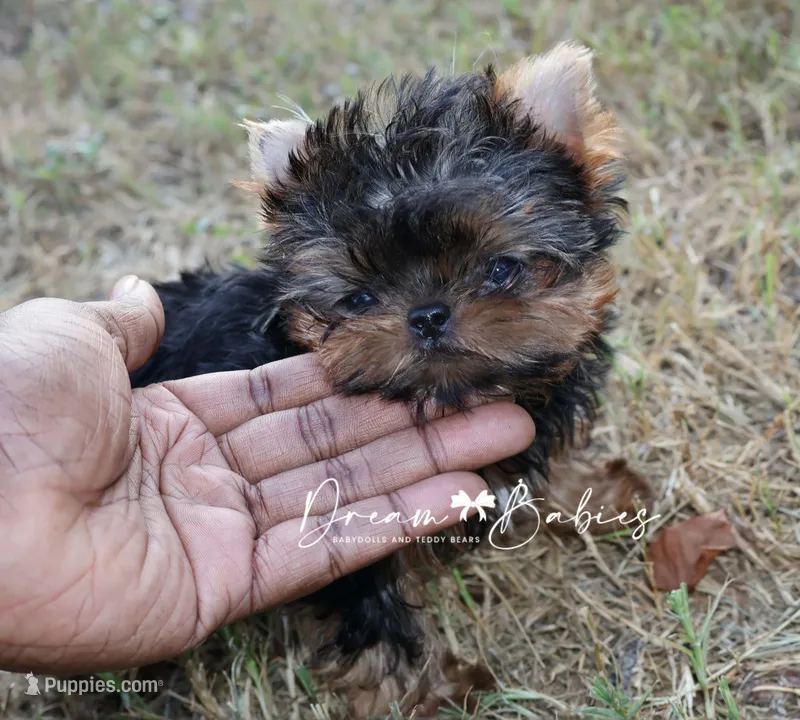 Claire – Yorkshire Terrier puppy for sale in Pflugerville, TX