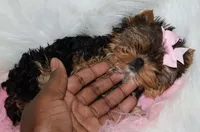 Rowen, a female Yorkshire Terrier for sale in Pflugerville, TX – 5 of 10