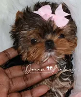 Rowen, a female Yorkshire Terrier for sale in Pflugerville, TX – 2 of 10