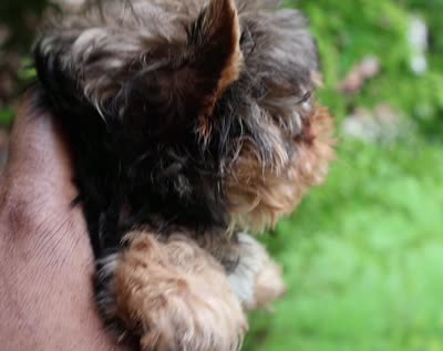 Rowen, a female Yorkshire Terrier for sale in Pflugerville, TX – 10 of 10