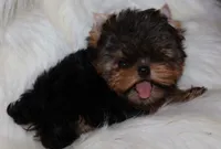 Loki, a female Yorkshire Terrier for sale in Pflugerville, TX – 3 of 7