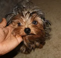 Kinder, a male Yorkshire Terrier for sale in Pflugerville, TX – 5 of 5