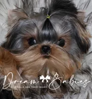 Waffles, a male Yorkshire Terrier for sale in Pflugerville, TX – 4 of 8