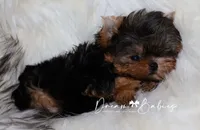 Loki, a female Yorkshire Terrier for sale in Pflugerville, TX – 6 of 7
