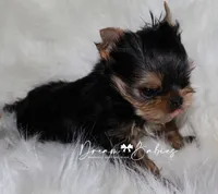Aspen, a male Yorkshire Terrier for sale in Pflugerville, TX – 5 of 8