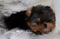 Loki, a female Yorkshire Terrier for sale in Pflugerville, TX – 5 of 7