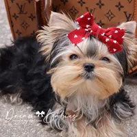 Dove, a female Yorkshire Terrier for sale in Pflugerville, TX – Photo 1 of 9