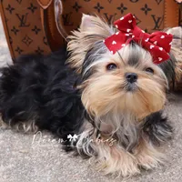 Dove, a female Yorkshire Terrier for sale in Pflugerville, TX – Photo 4 of 9