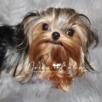 Dove, a female Yorkshire Terrier for sale in Pflugerville, TX – Photo 9 of 9