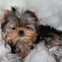 Dove, a female Yorkshire Terrier for sale in Pflugerville, TX – Photo 7 of 9