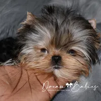 Dove, a female Yorkshire Terrier for sale in Pflugerville, TX – Photo 6 of 9