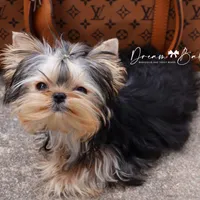 Dove, a female Yorkshire Terrier for sale in Pflugerville, TX – Photo 3 of 9