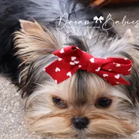 Dove, a female Yorkshire Terrier for sale in Pflugerville, TX – Photo 2 of 9