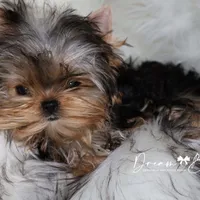 Dove, a female Yorkshire Terrier for sale in Pflugerville, TX – Photo 8 of 9