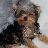 Heath, a male Yorkshire Terrier for sale in Pflugerville, TX – Photo 7 of 8