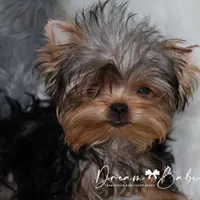 Heath, a male Yorkshire Terrier for sale in Pflugerville, TX – Photo 3 of 8