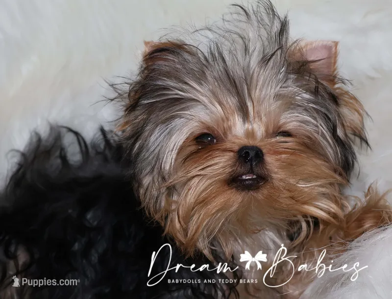 Heath – Yorkshire Terrier puppy for sale in Pflugerville, TX