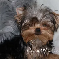 Heath, a male Yorkshire Terrier for sale in Pflugerville, TX – Photo 1 of 8
