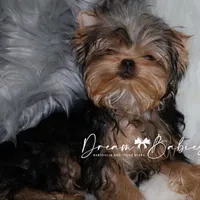 Heath, a male Yorkshire Terrier for sale in Pflugerville, TX – Photo 6 of 8