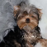 Heath, a male Yorkshire Terrier for sale in Pflugerville, TX – Photo 8 of 8