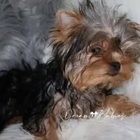 Heath, a male Yorkshire Terrier for sale in Pflugerville, TX – Photo 4 of 8