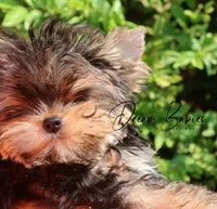 Philly, a male Yorkshire Terrier for sale in Pflugerville, TX – Photo 9 of 10