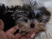 Philly, a male Yorkshire Terrier for sale in Pflugerville, TX – Photo 6 of 10