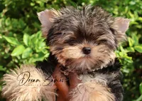 Philly, a male Yorkshire Terrier for sale in Pflugerville, TX – Photo 7 of 10