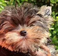 Philly, a male Yorkshire Terrier for sale in Pflugerville, TX – Photo 10 of 10