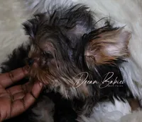 Philly, a male Yorkshire Terrier for sale in Pflugerville, TX – Photo 5 of 10