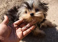 Philly, a male Yorkshire Terrier for sale in Pflugerville, TX – Photo 4 of 10