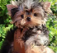 Philly, a male Yorkshire Terrier for sale in Pflugerville, TX – Photo 2 of 10