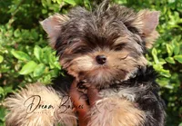 Philly, a male Yorkshire Terrier for sale in Pflugerville, TX – Photo 8 of 10