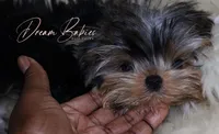 Philly, a male Yorkshire Terrier for sale in Pflugerville, TX – Photo 3 of 10