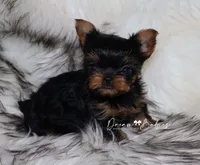 Clara, a female Yorkshire Terrier for sale in Pflugerville, TX – 4 of 8