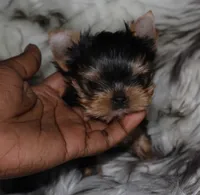 Aspen, a male Yorkshire Terrier for sale in Pflugerville, TX – 3 of 8