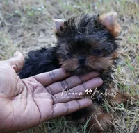 Claire, a female Yorkshire Terrier for sale in Pflugerville, TX – 3 of 6